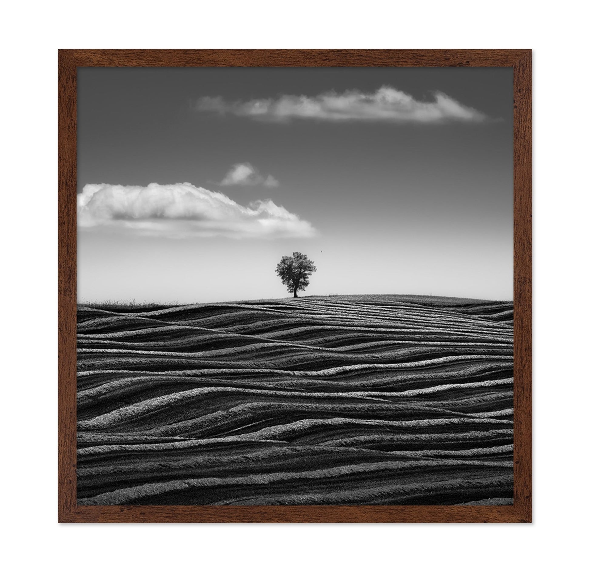 Lone Tree Waves