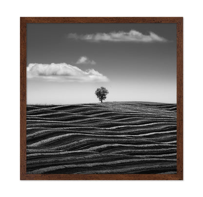 Lone Tree Waves