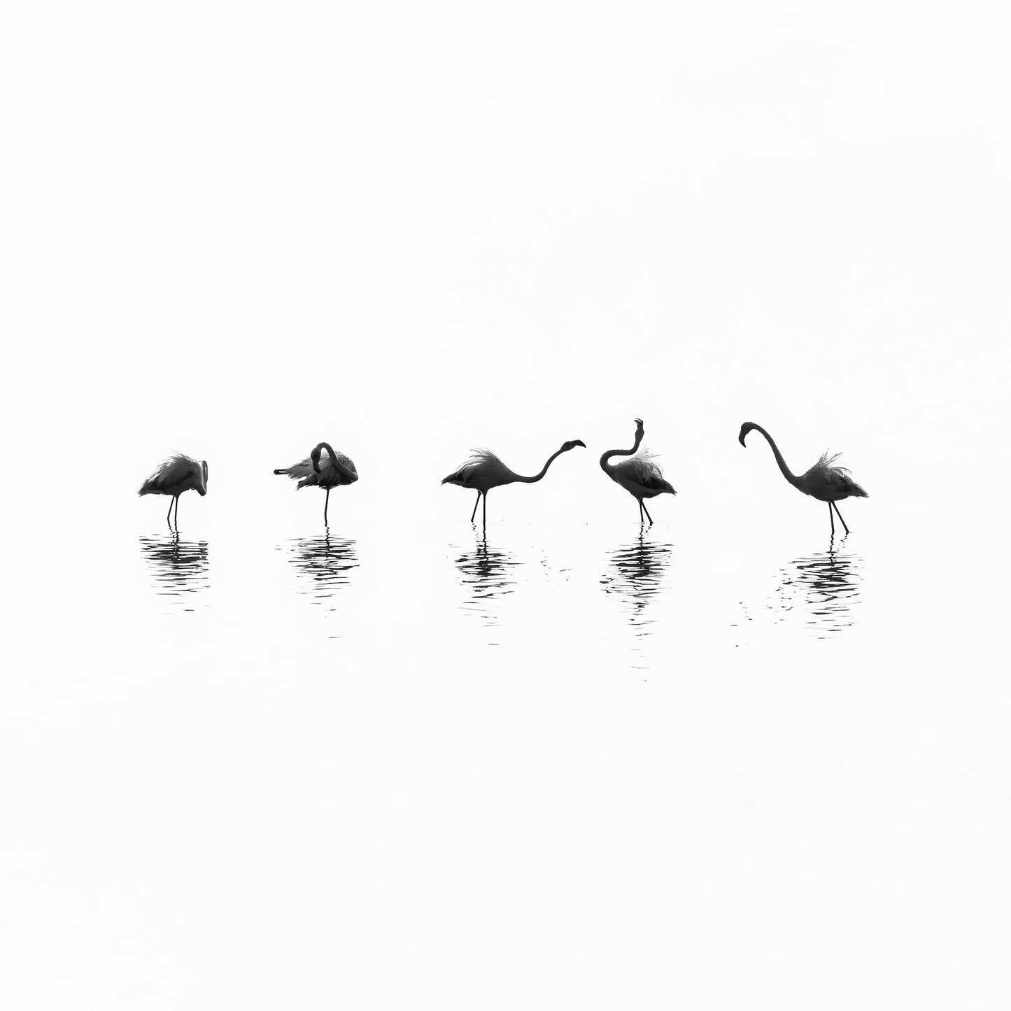 Flamingo Line Dance
