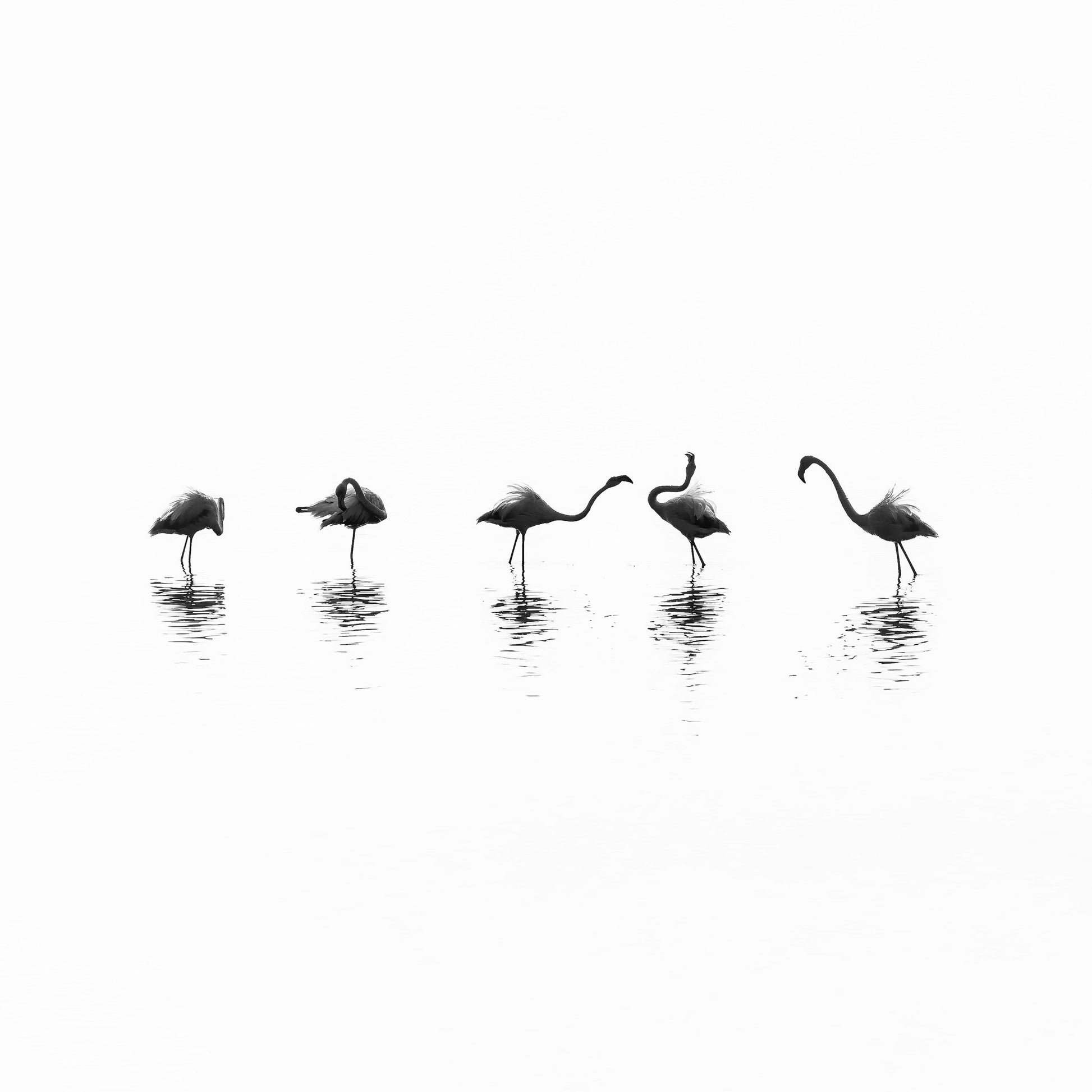 Flamingo Line Dance