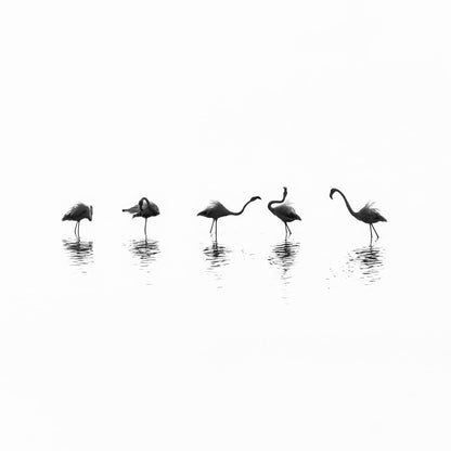 Flamingo Line Dance