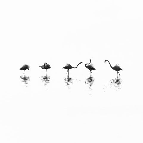 Flamingo Line Dance