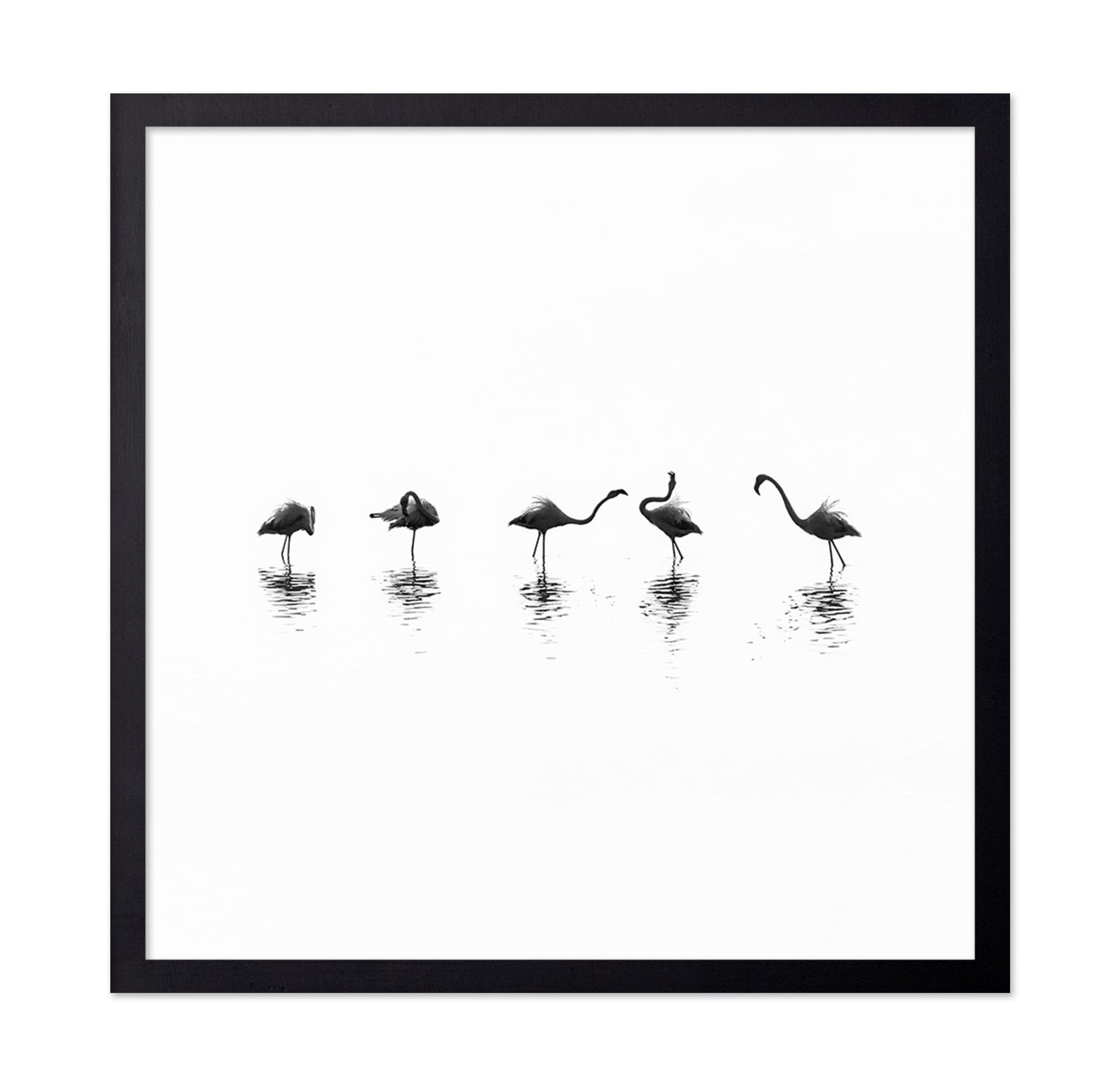 Flamingo Line Dance