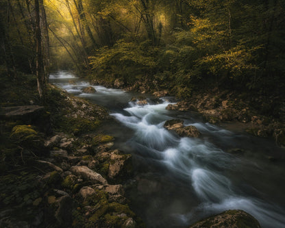 Golden Forest Stream