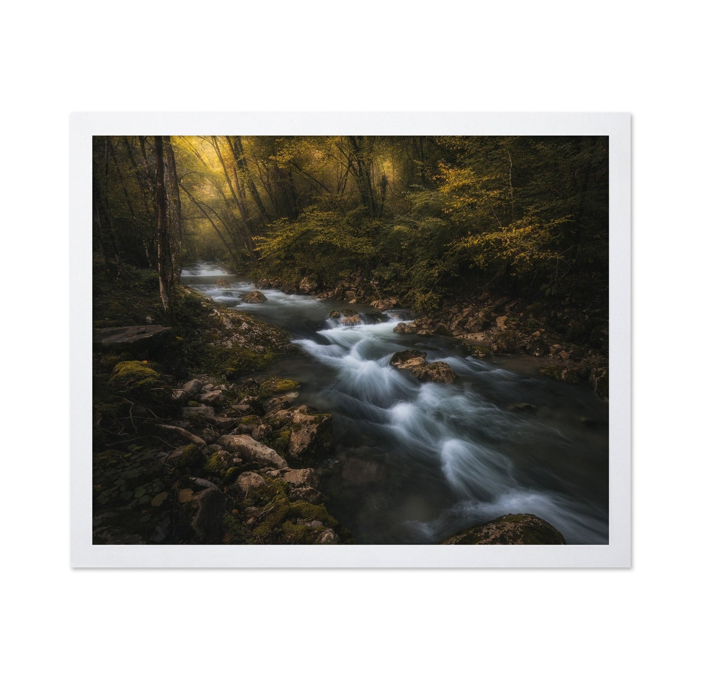 Golden Forest Stream