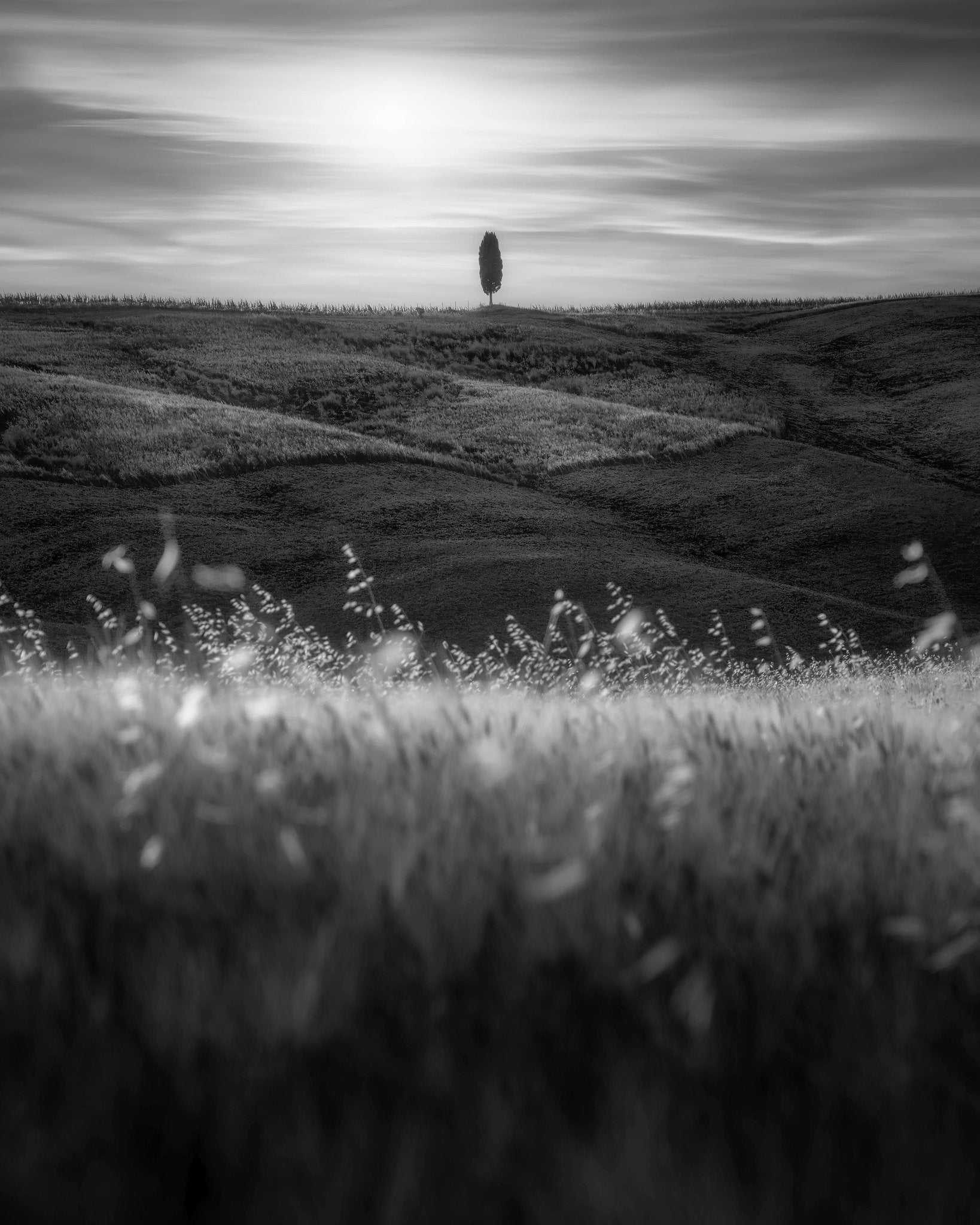 Lone Tree Field No1