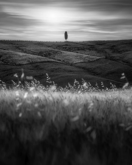 Lone Tree Field No1