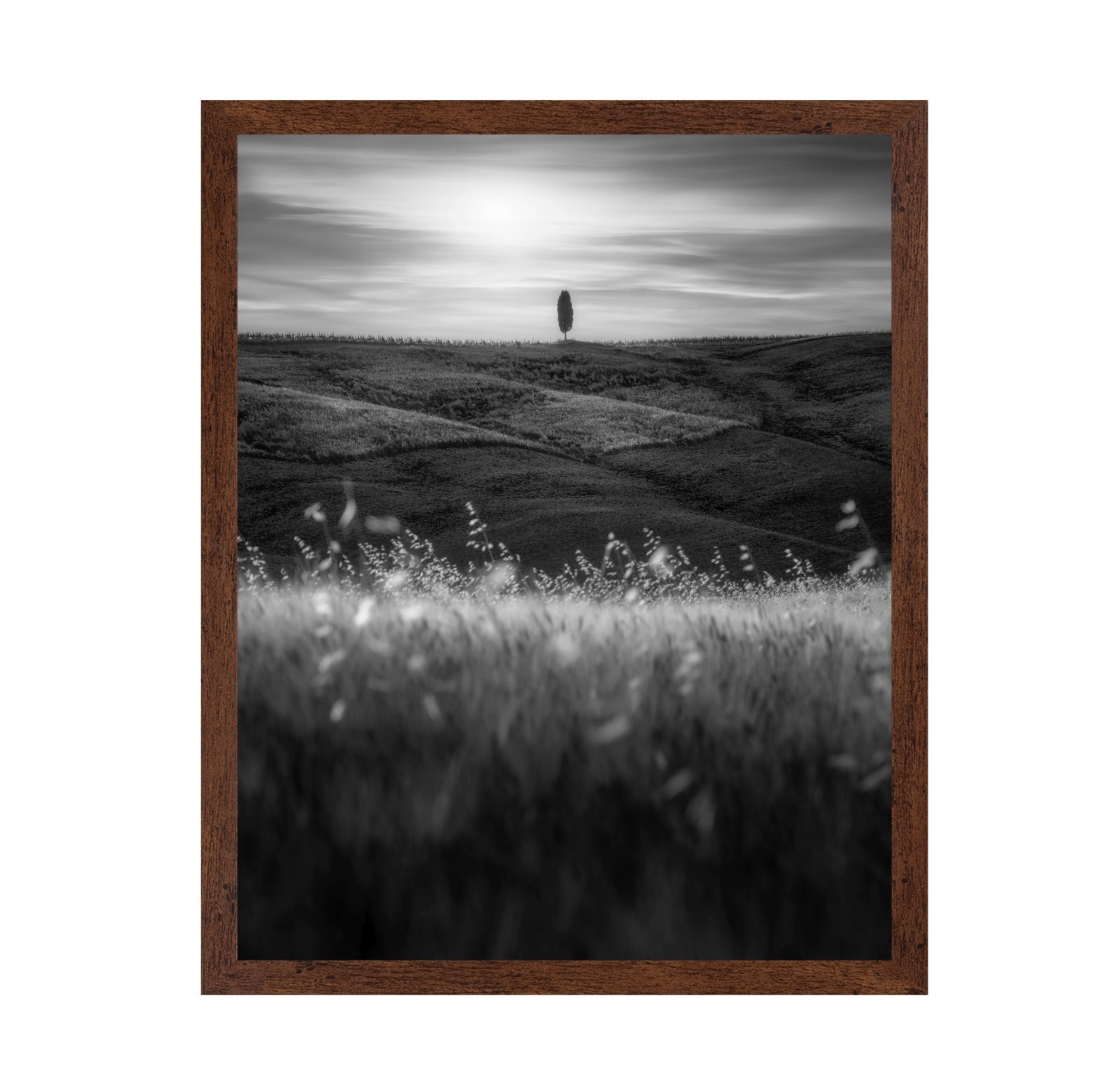 Lone Tree Field No1