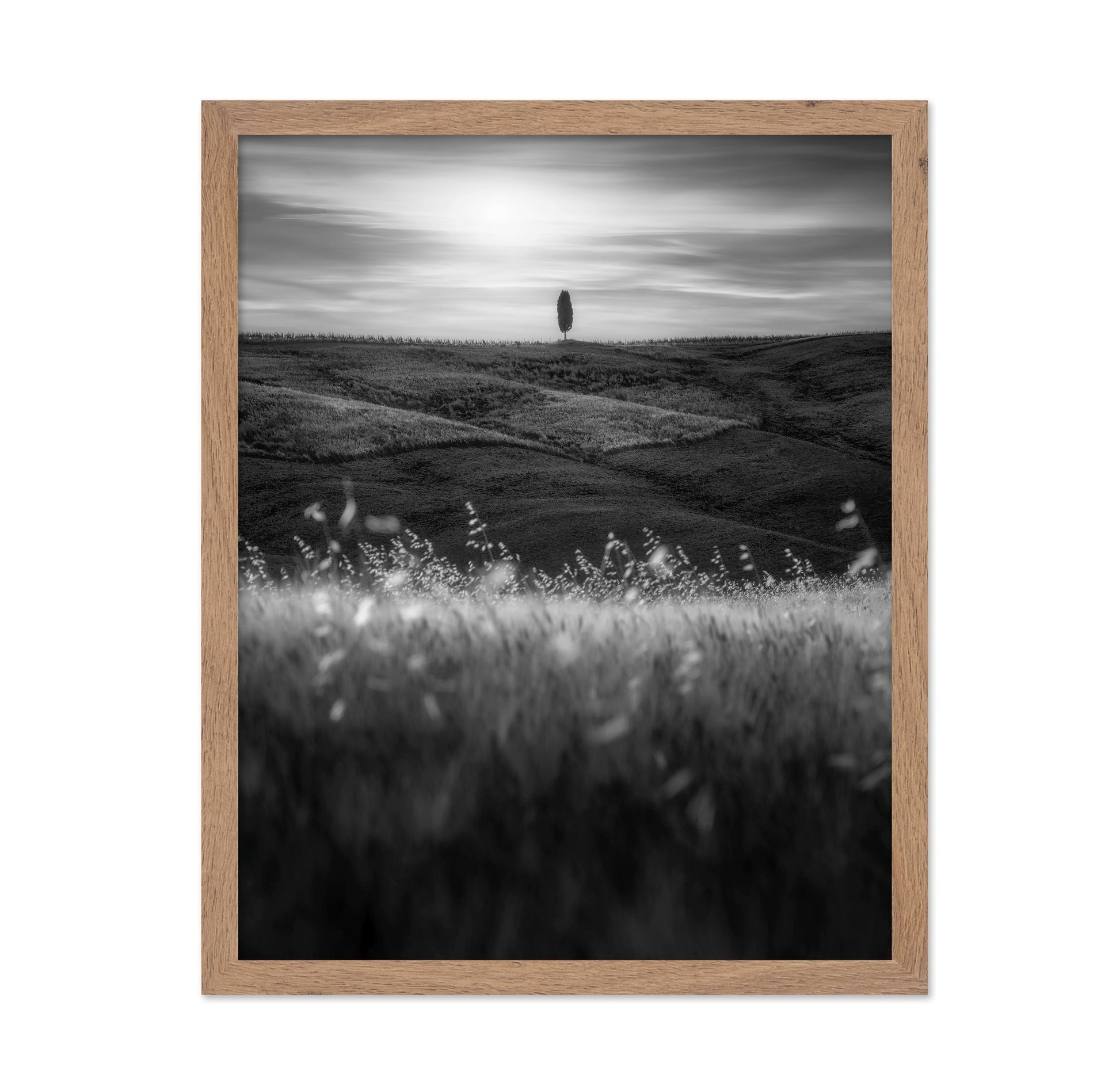 Lone Tree Field No1