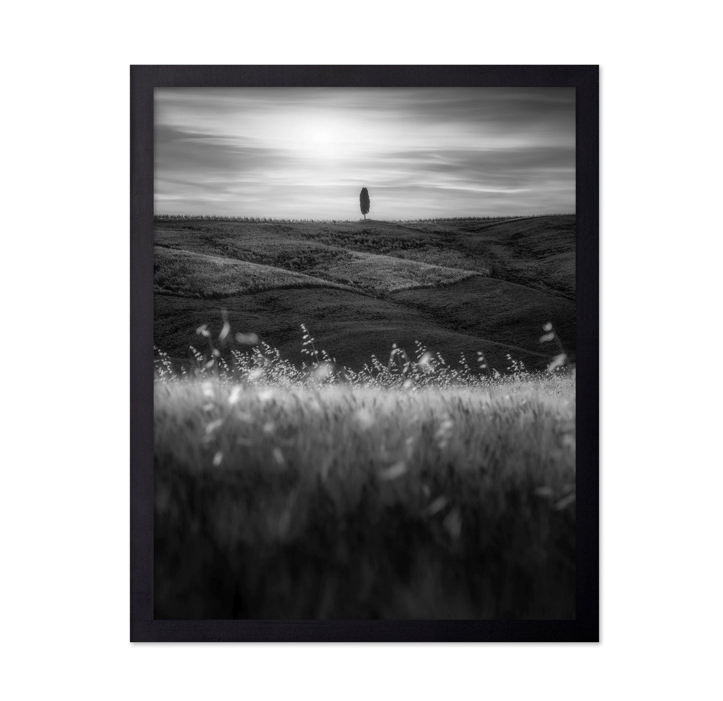 Lone Tree Field No1