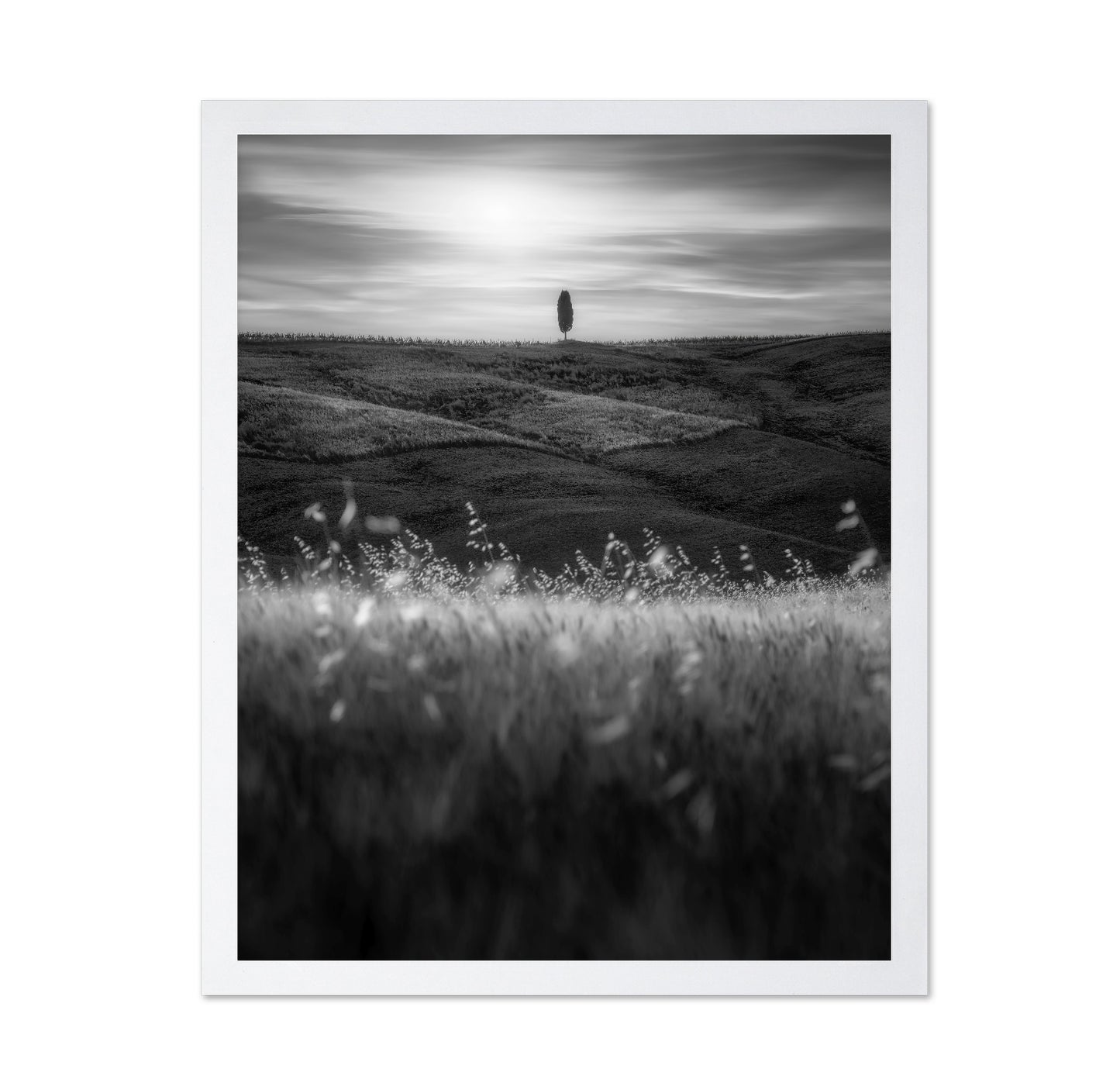 Lone Tree Field No1
