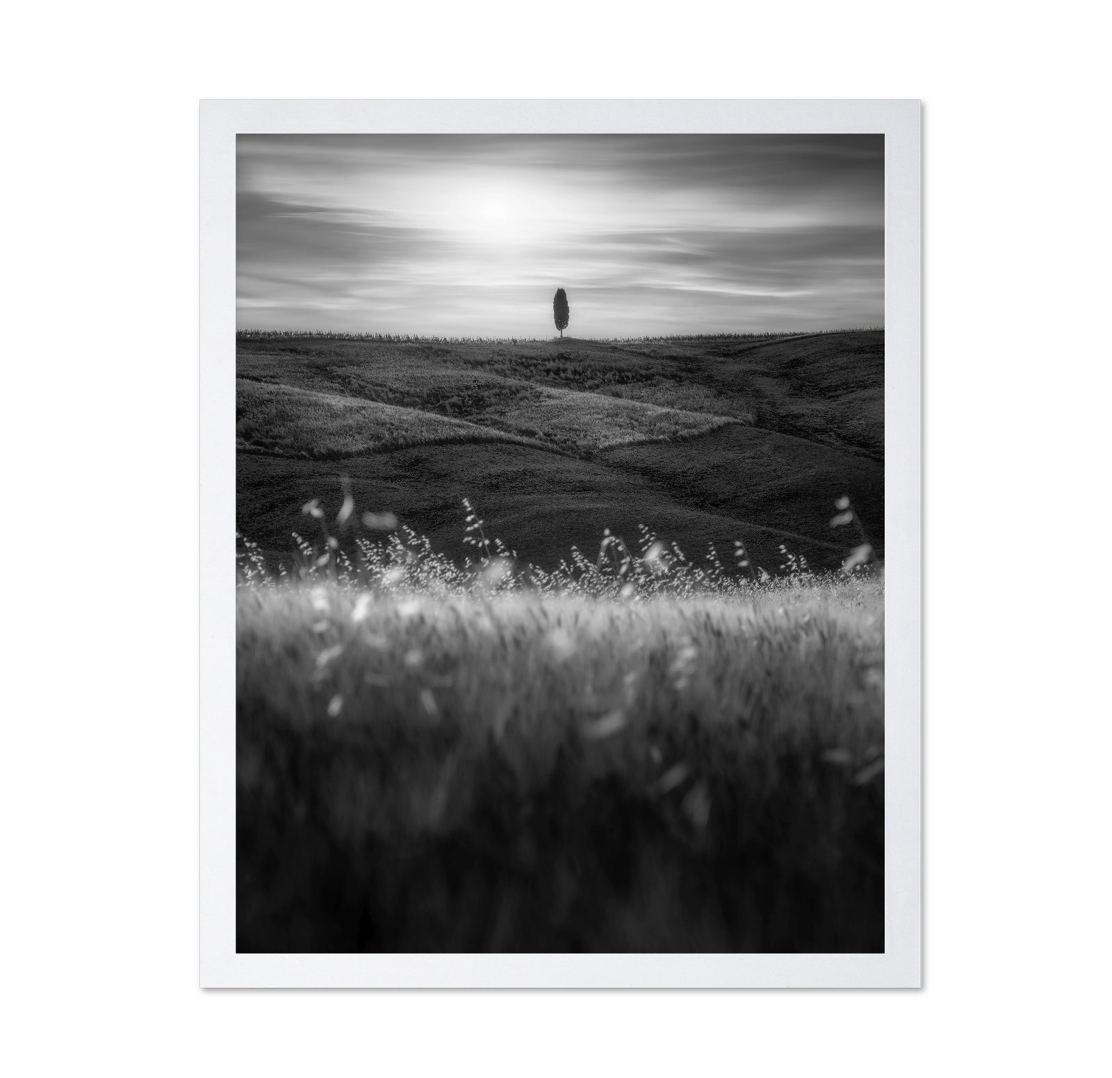 Lone Tree Field No1