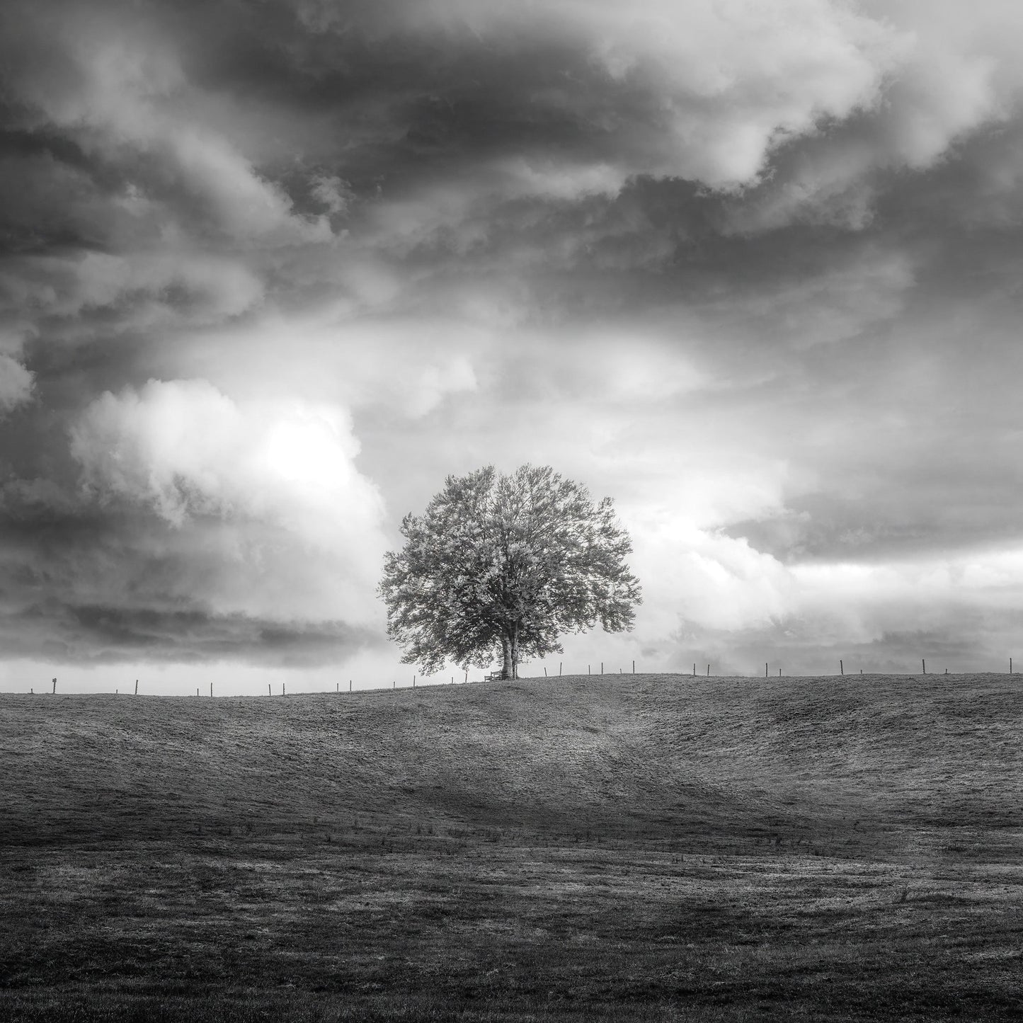 Lone Tree Horizon No3