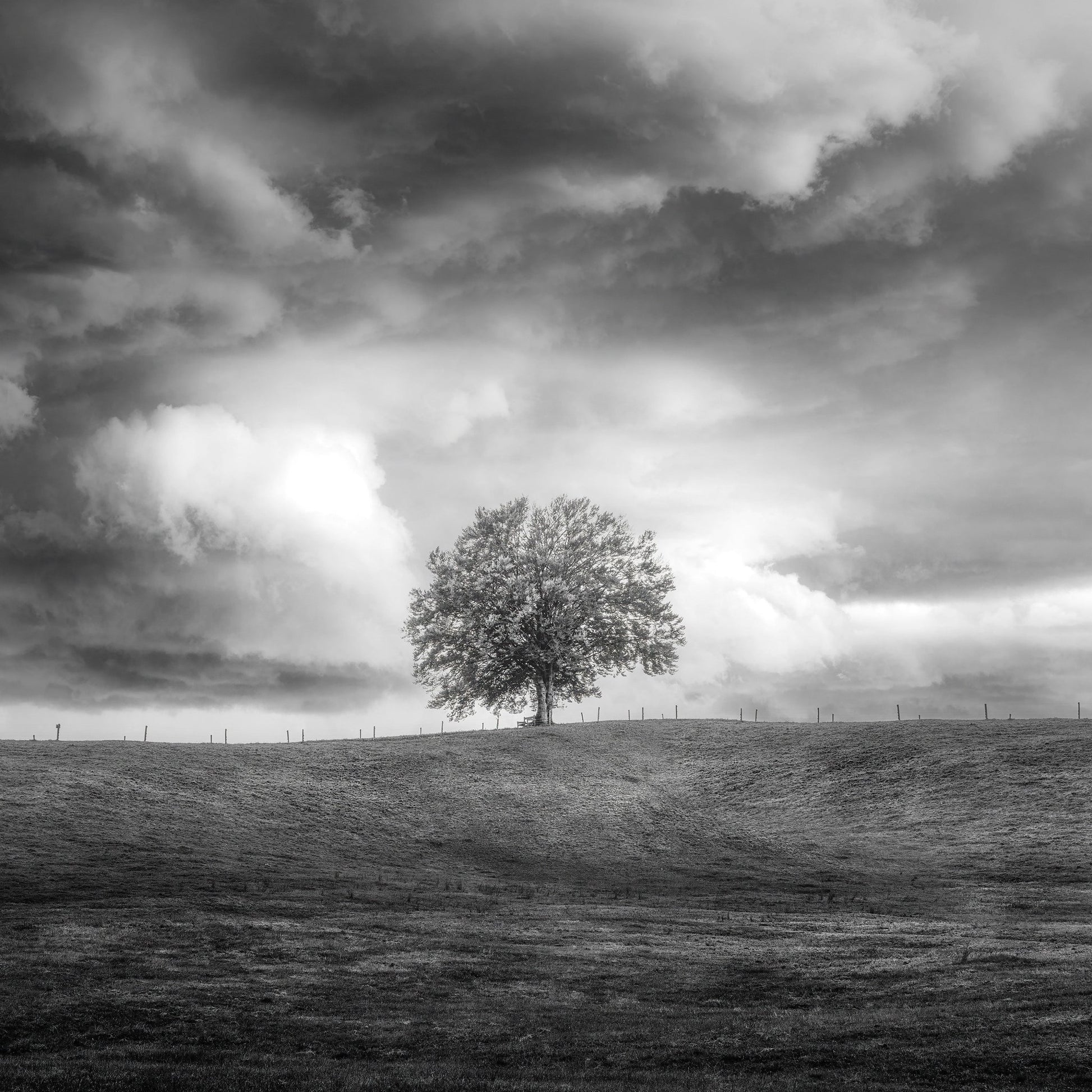 Lone Tree Horizon No3