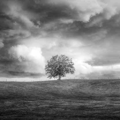Lone Tree Horizon No3
