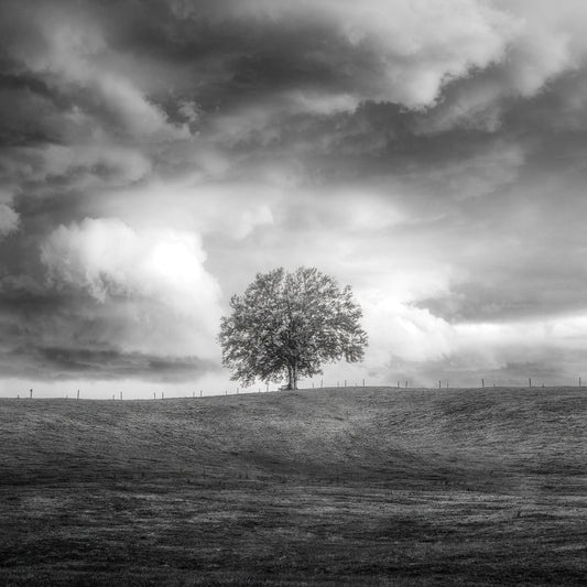 Lone Tree Horizon No3