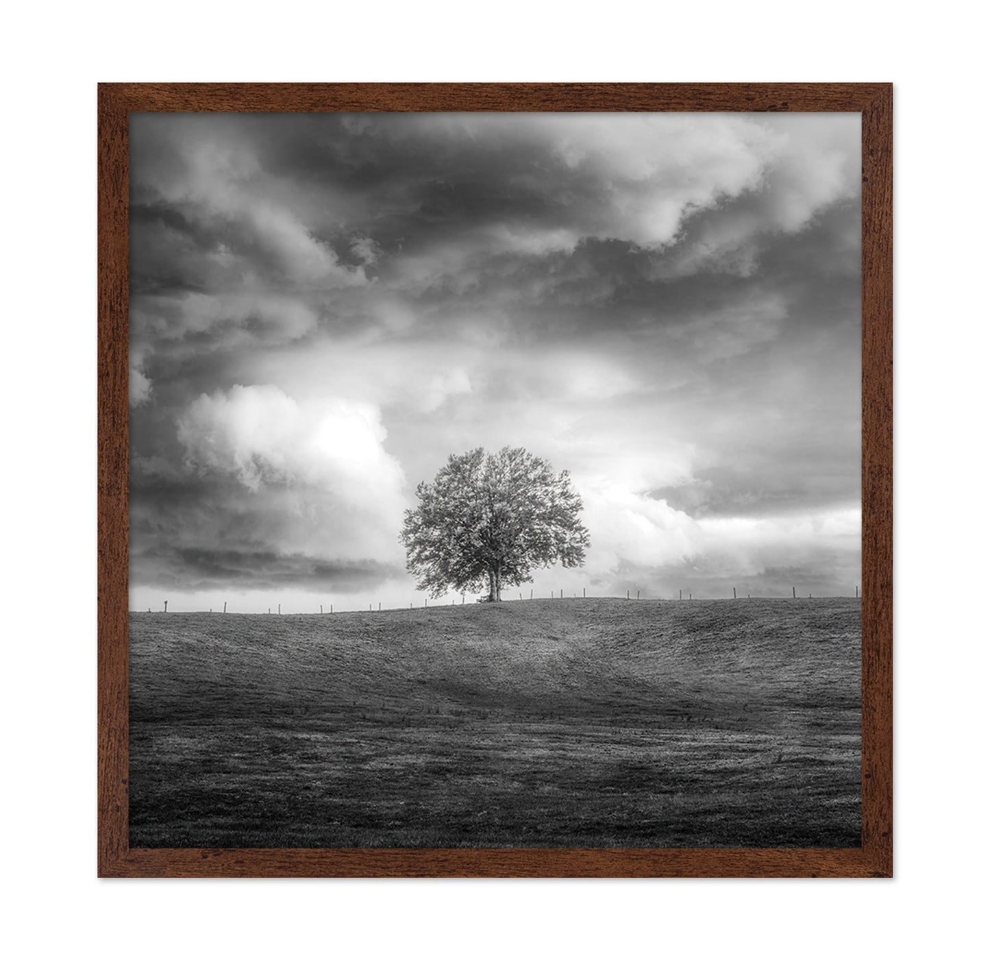 Lone Tree Horizon No3