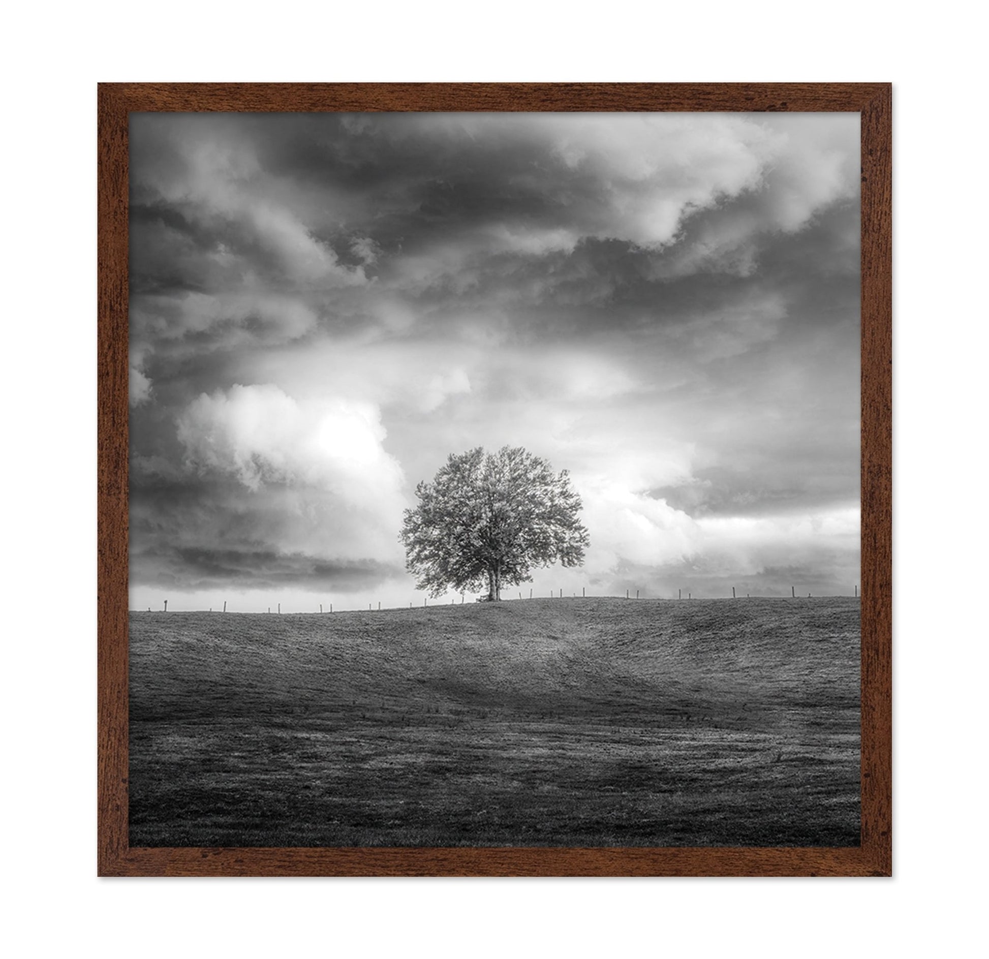 Lone Tree Horizon No3