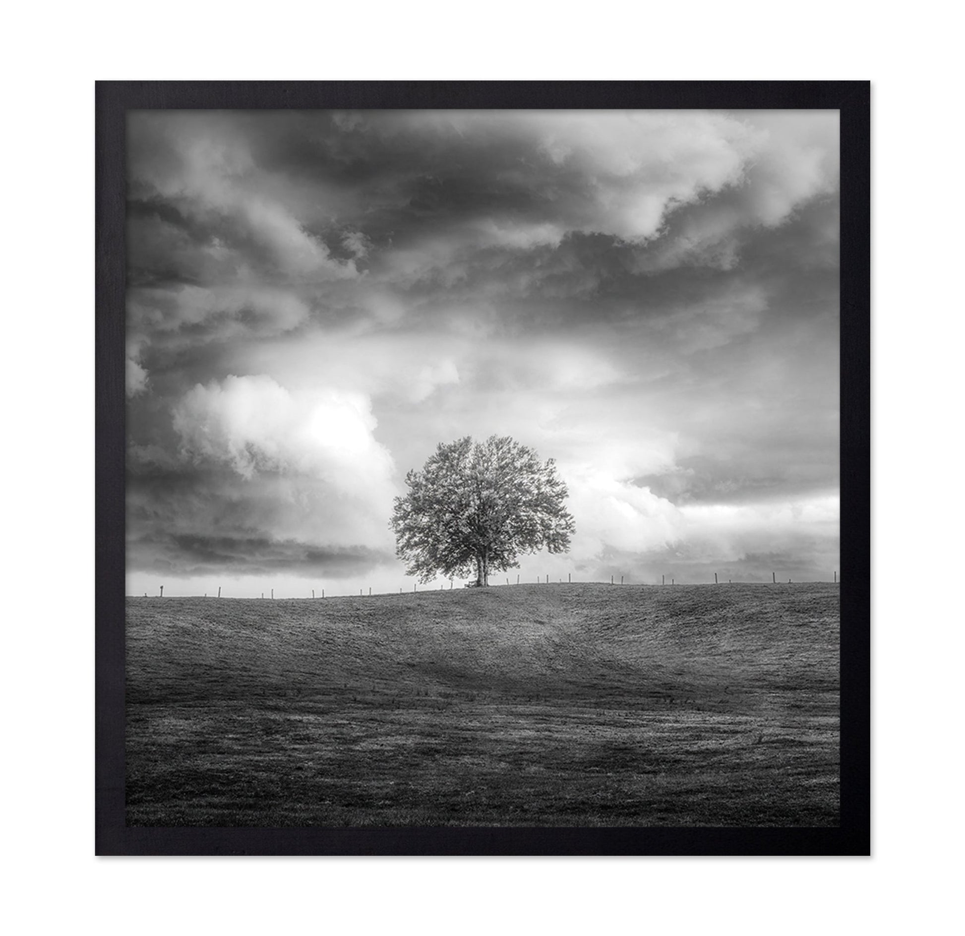 Lone Tree Horizon No3