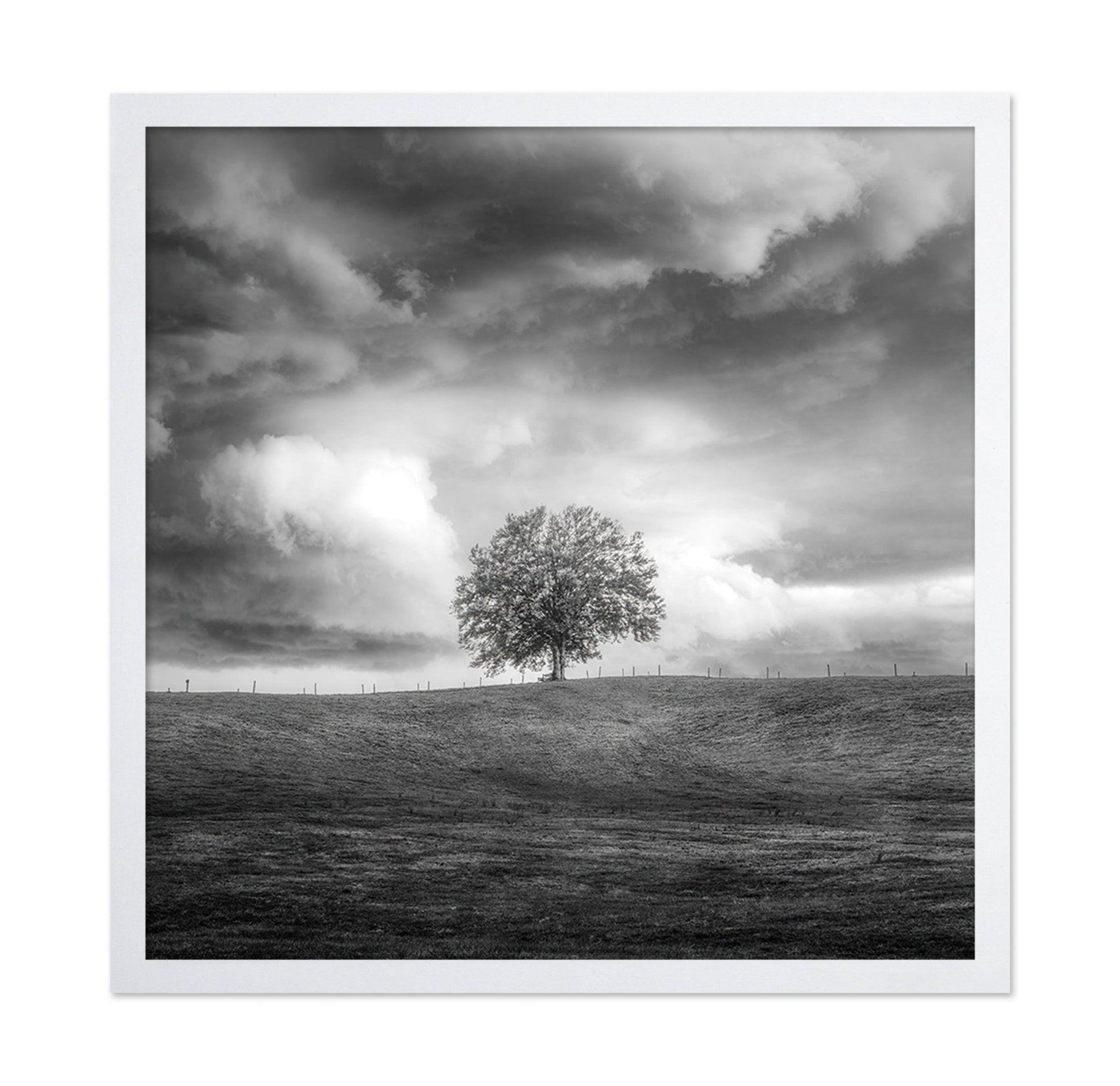 Lone Tree Horizon No3
