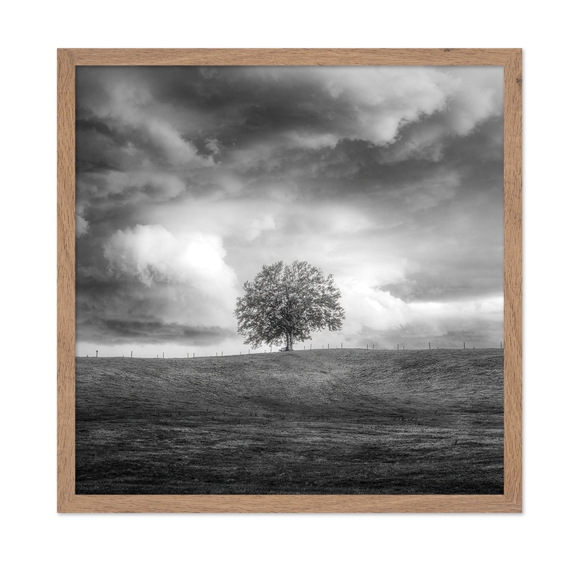 Lone Tree Horizon No3