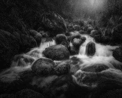 Forest Stream Flow