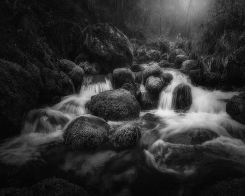 Forest Stream Flow
