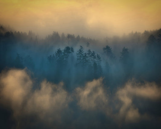 Misty Forest Glow No2