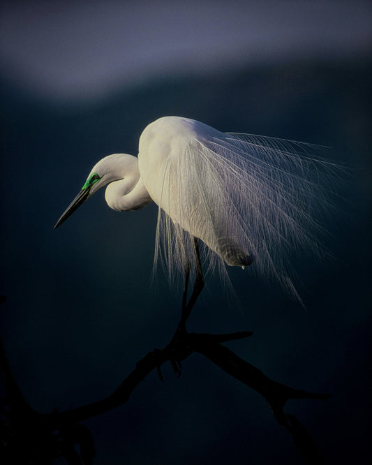 Title: Elegant White Heron