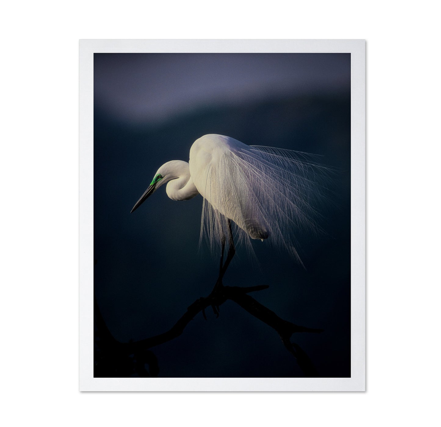 Title: Elegant White Heron
