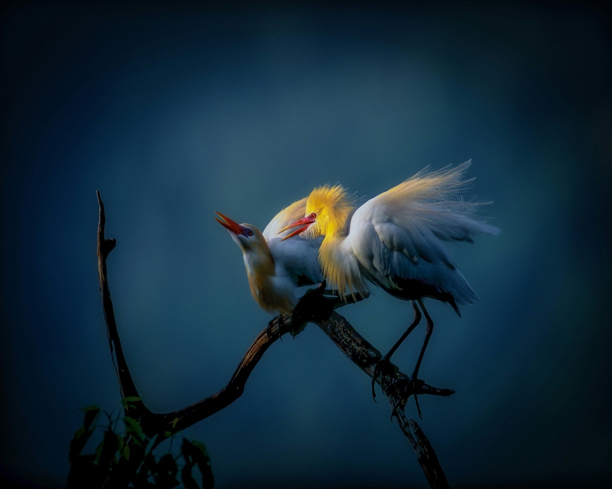 Golden Egret Pair