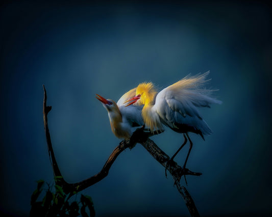 Golden Egret Pair