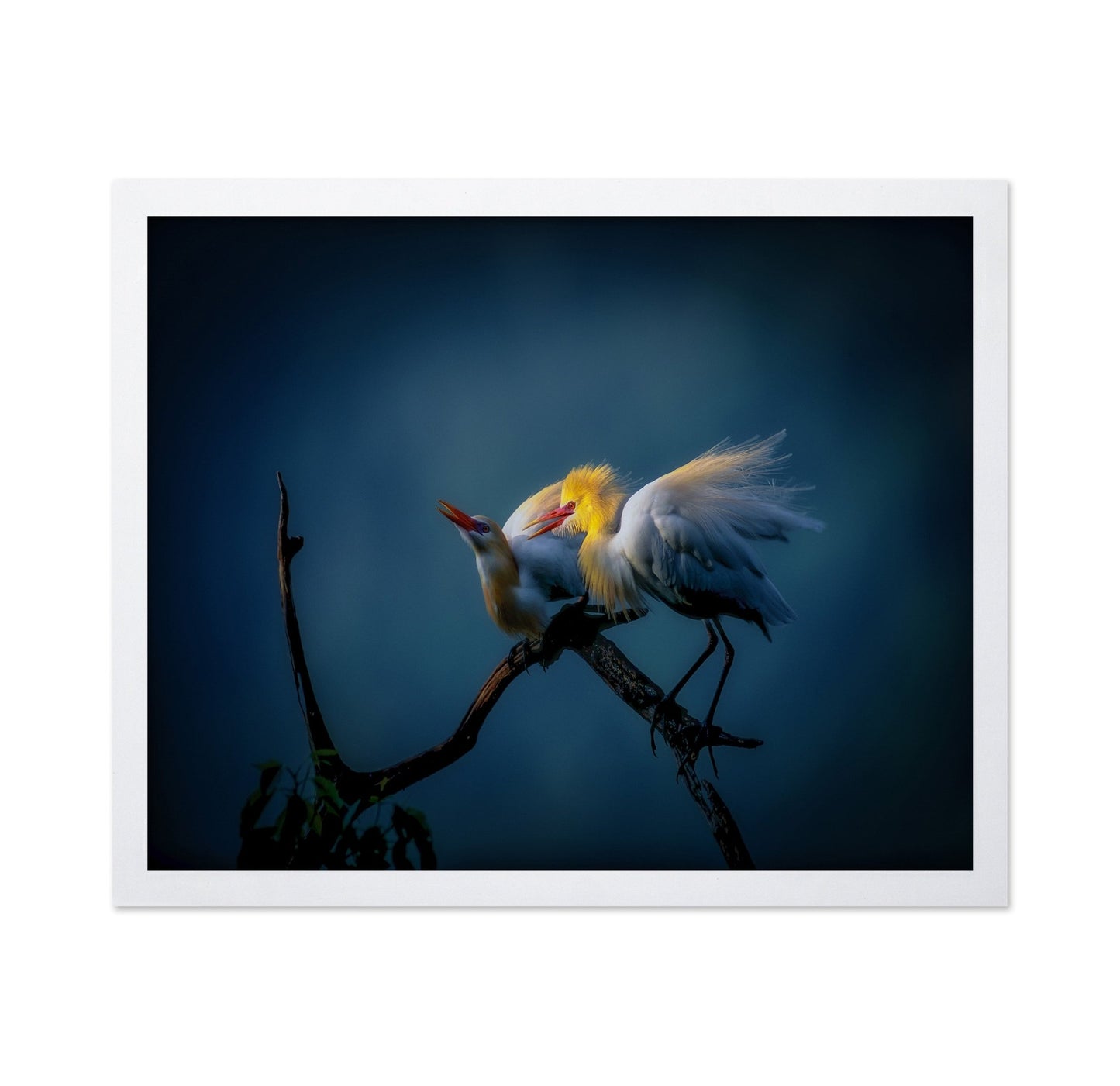 Golden Egret Pair