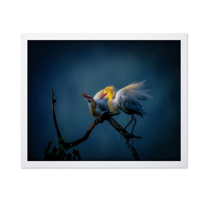 Golden Egret Pair