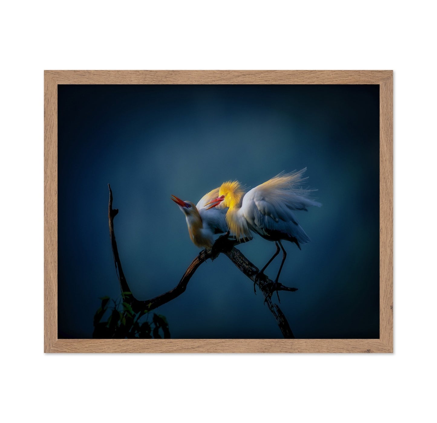 Golden Egret Pair