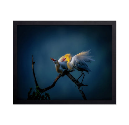 Golden Egret Pair