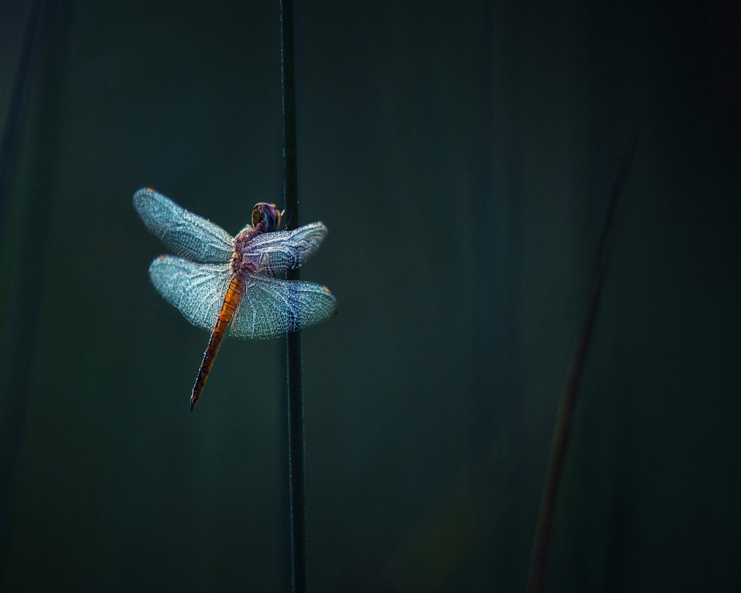 Dragonfly Night Glow