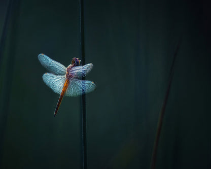 Dragonfly Night Glow