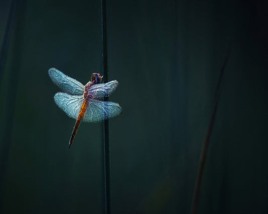 Dragonfly Night Glow