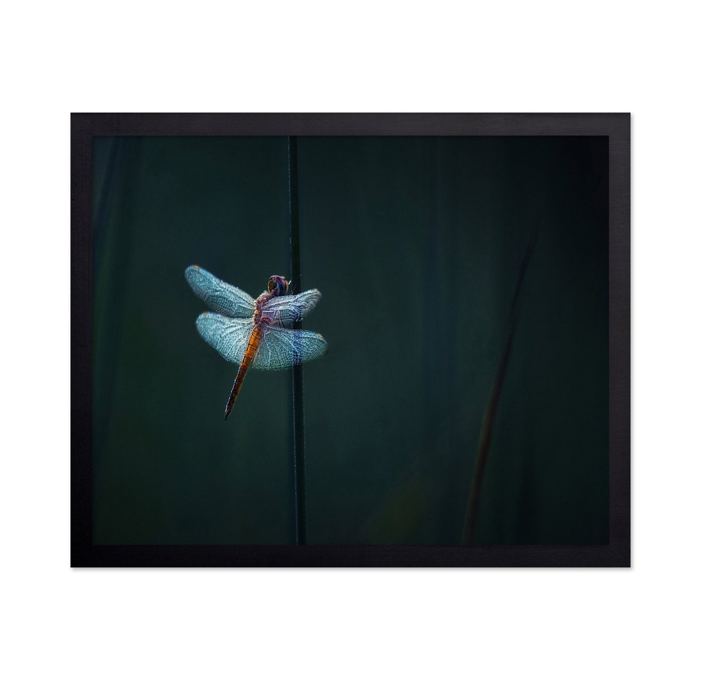 Dragonfly Night Glow