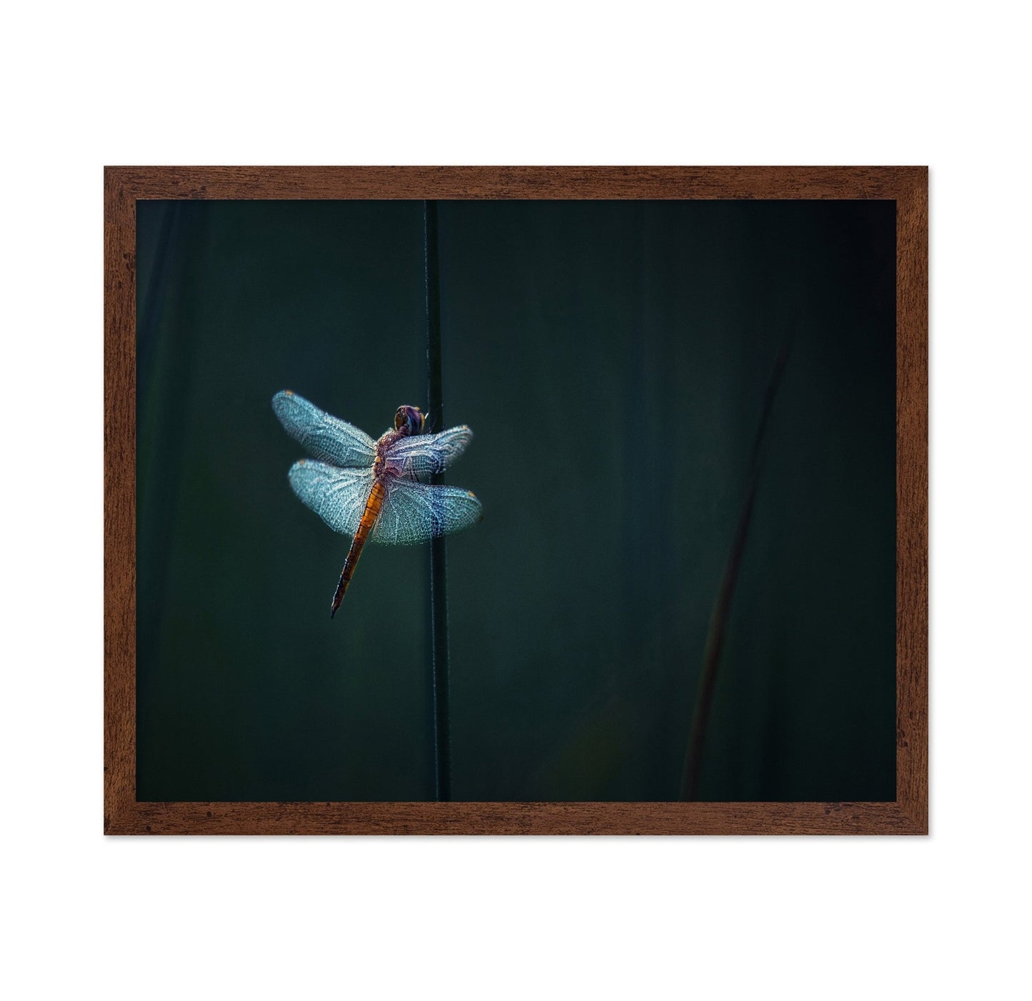 Dragonfly Night Glow