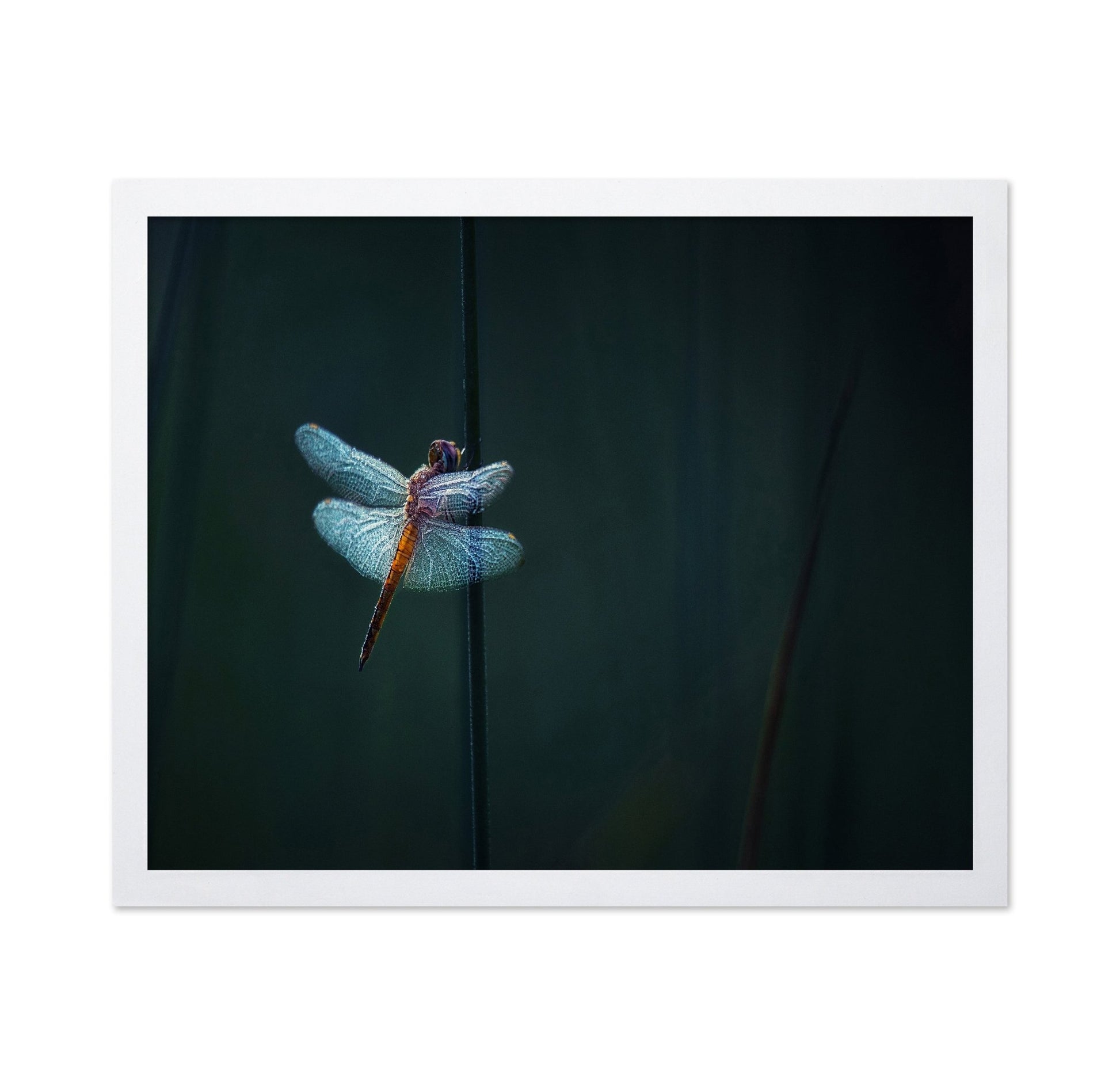 Dragonfly Night Glow