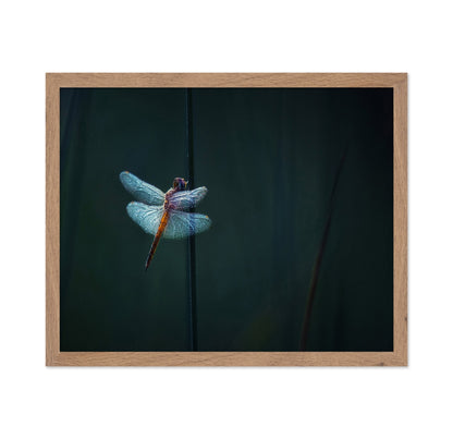 Dragonfly Night Glow
