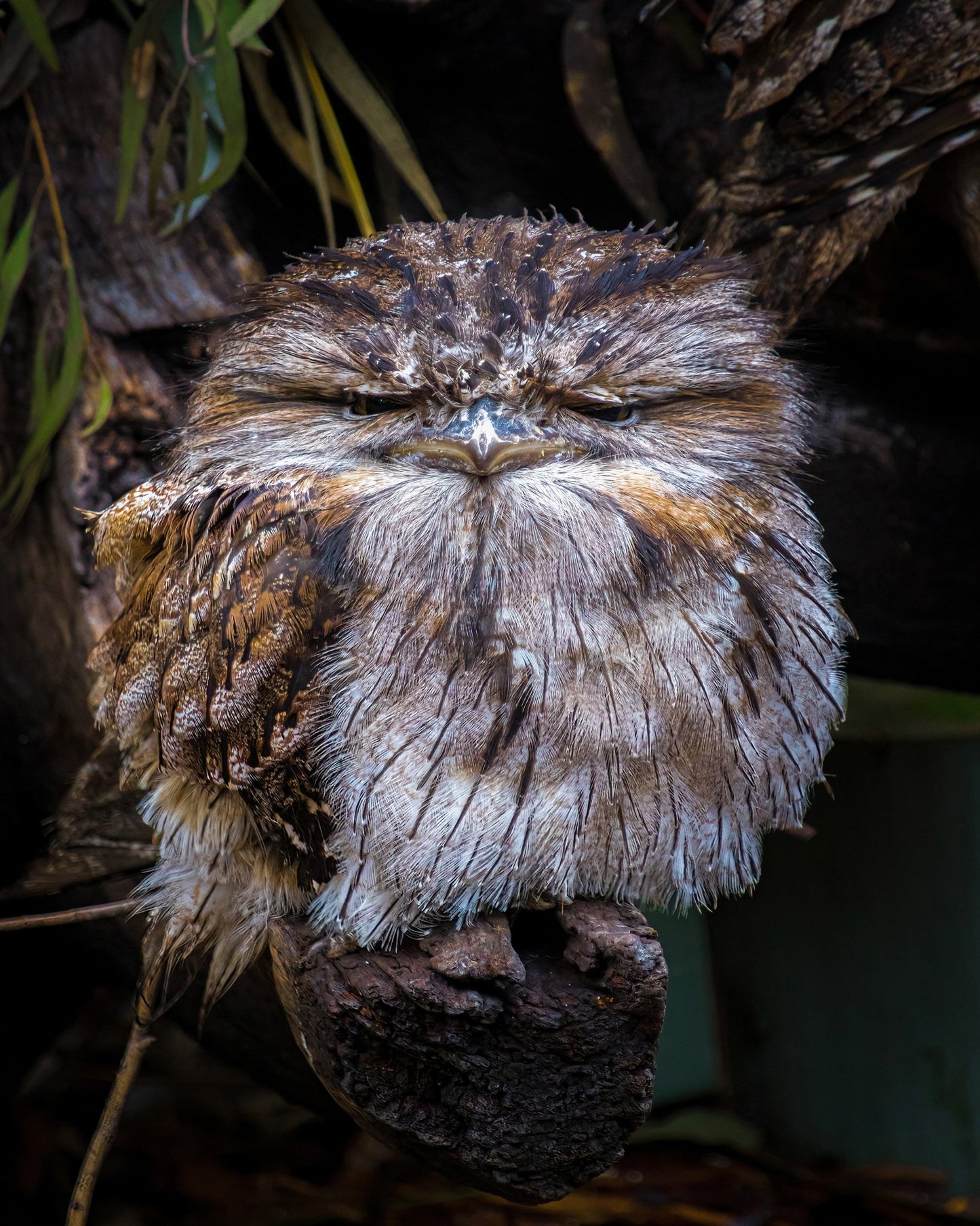 Grumpy Owl Closeup
