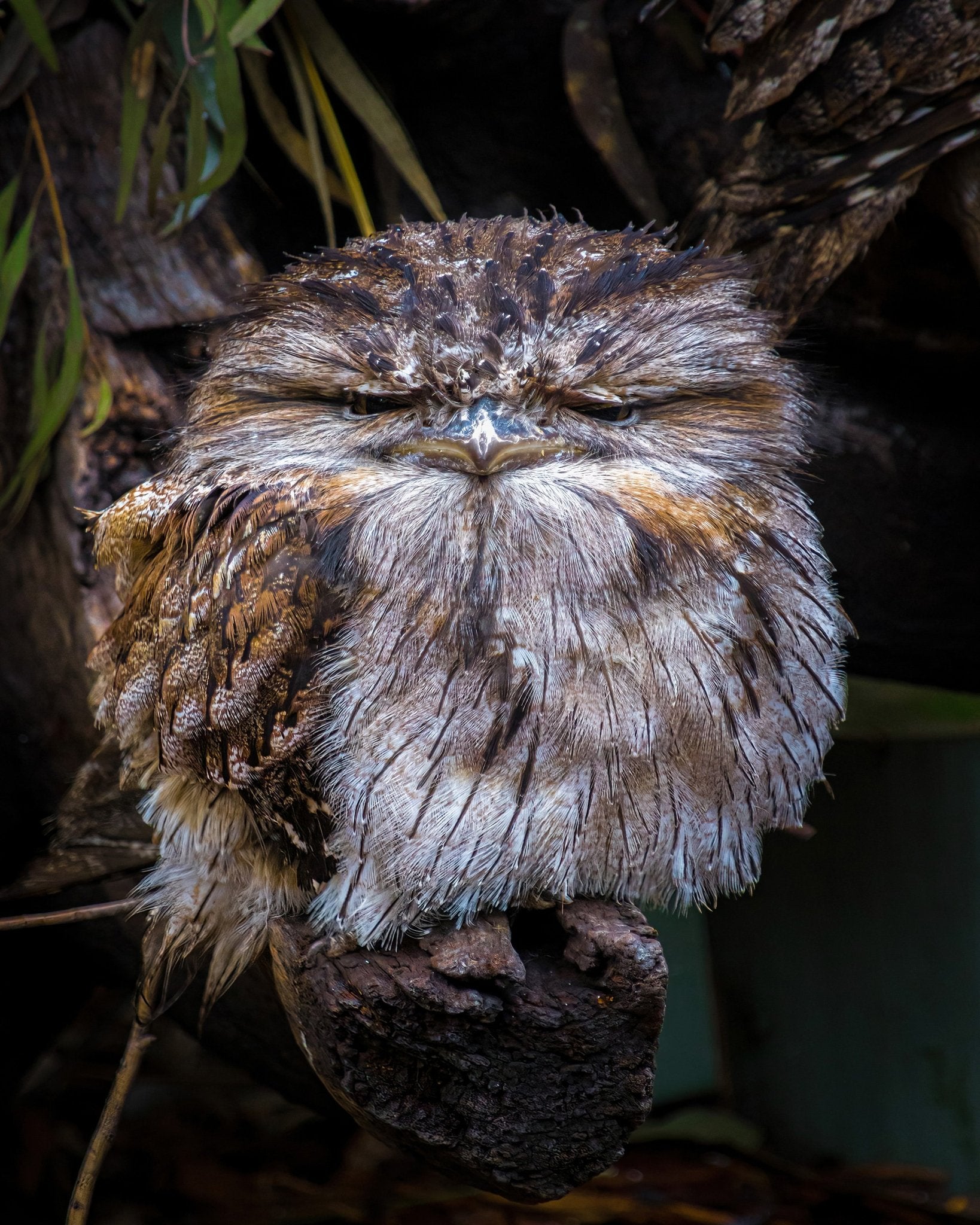 Grumpy Owl Closeup