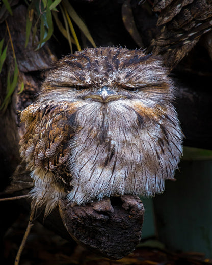 Grumpy Owl Closeup