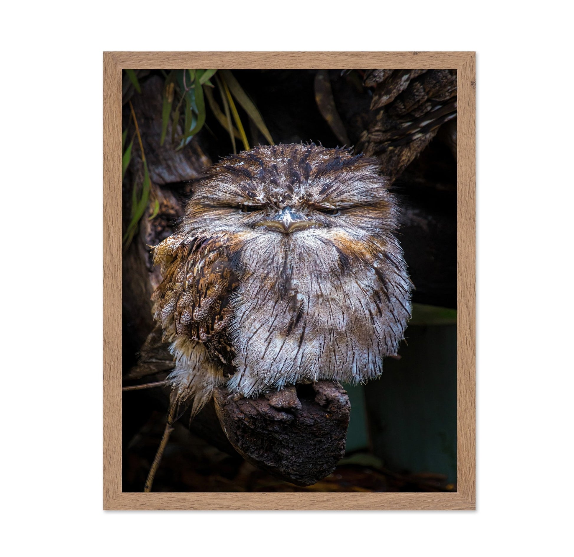 Grumpy Owl Closeup
