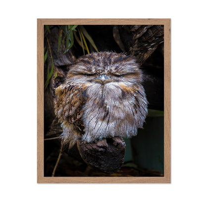 Grumpy Owl Closeup