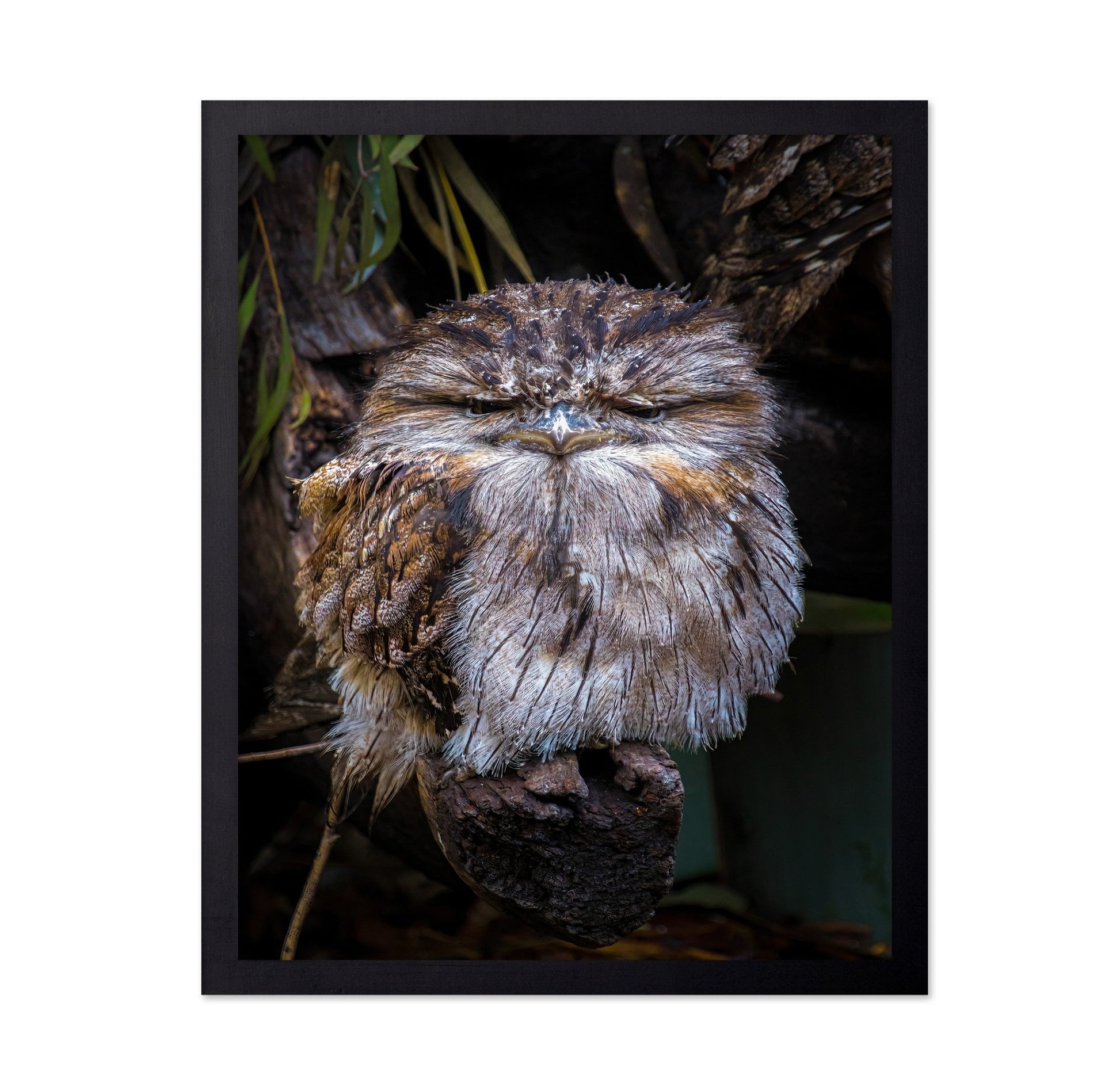 Grumpy Owl Closeup