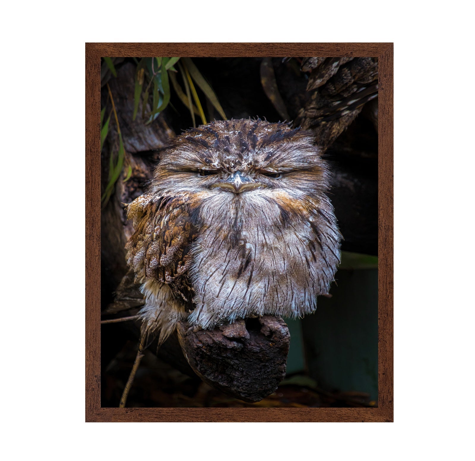 Grumpy Owl Closeup